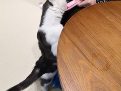 -藏猫猫咖啡主题馆(中央大道店)