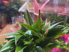 -朝来春花卉市场