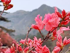 -木兰云雾山
