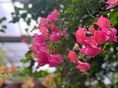 -呀路古热带植物园