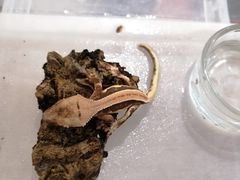 -酷以爬仙阁实体爬宠店·守宫·蜥蜴·专业繁育