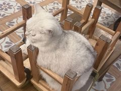 -猫猫幼稚园·撸猫·桌游·电玩