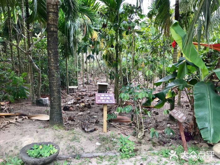 隆苑咖啡莊園椰子雞散養基地圖片