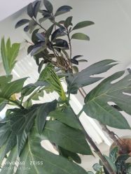 -HEYAN荷妍专业脱毛连锁机构