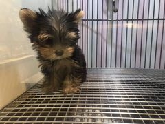 -PETKIT 小佩宠物·低压洗护·美容·寄养(安远店)