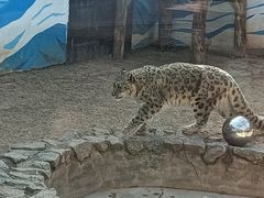 -青藏高原野生动物园