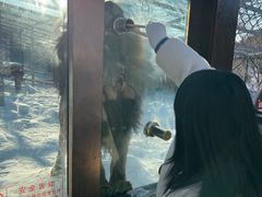 -横道河子东北虎林园