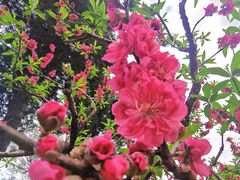-桃花涧