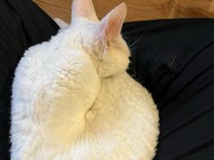 -楼上猫咖(罗湖店)