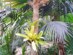 -北京植物园-展览温室