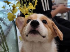 -共舞时光猫咖·狗咖(新街口店)