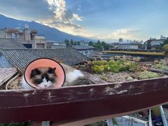 -喵屿·大理花园猫咖