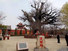 -大槐树寻根祭祖园