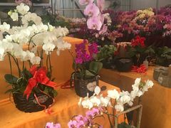 -龙大花卉苗木市场