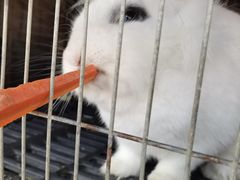 -樂桃源奉贤黄桃种植采摘基地