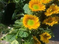 -循礼门鲜花花市(武汉循礼门店)