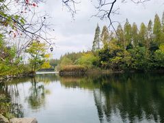 -东平国家森林公园
