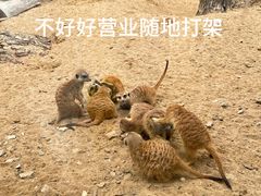 -武汉动物园