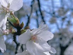 -东湖磨山景区樱花园-停车场