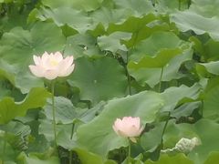 -四川大学(华西校区)