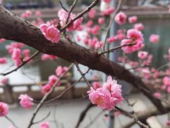 -望江楼公园