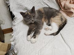 -伟伟宠物医院·CT影像中心·瑞派犬猫综合性门诊(汉口总院)