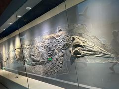 -安徽省地质博物馆