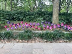 -上海共青森林公园