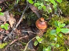 -莫尔道嘎国家森林公园