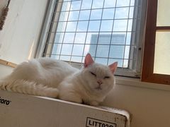 -Let's go狗咖·猫咖·奶狗·桌游(春熙路IFS店)