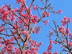 -深圳仙湖植物园