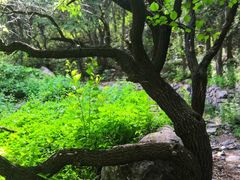 -阳台山自然风景区