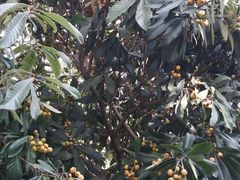 -仙雨林·奶茶鲜果茶(书院巷店)
