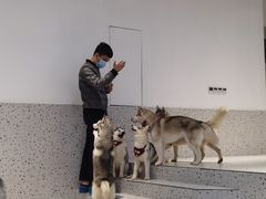 -Husky Go!哈士奇体验馆·宠物咖啡厅狗咖