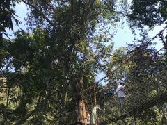 -西双版纳原始森林公园
