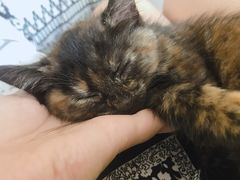-平行世界·猫咖(首经贸店)