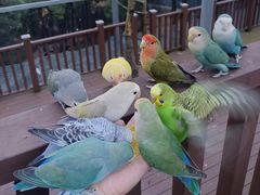 -燕塞湖鸟语林景区