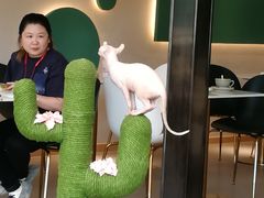 -飞行喵MR PILOT|猫舍·猫咖(静安大融城店)
