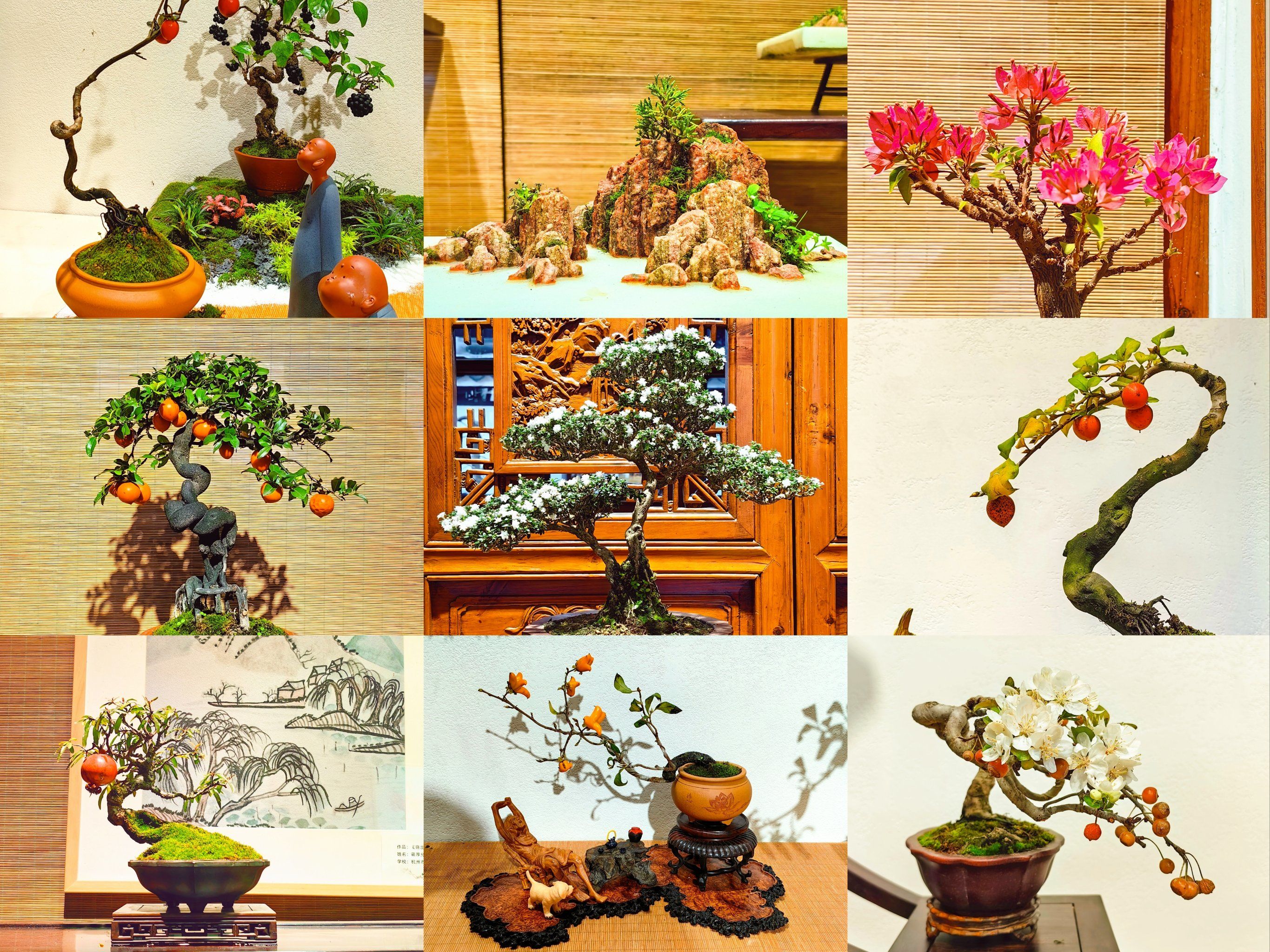 郭庄小微盆景展