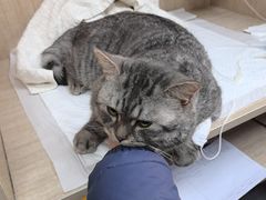 -北京观赏动物医院·24小时大型综合·猫专科·异宠专科