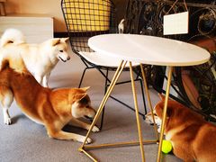 -喜柴咖啡·柴犬狗咖