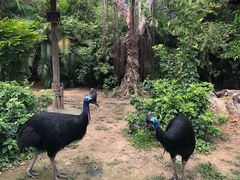 -广州长隆飞鸟乐园