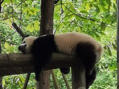 -都江堰中华大熊猫苑