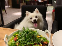 -百好乐宠物友好餐厅(朝外大街店)