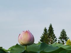 -厦门园林博览苑