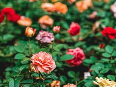 -人民公园(罗湖区)