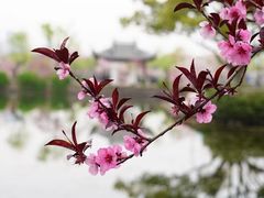 -无锡蠡湖国家湿地公园-蠡园
