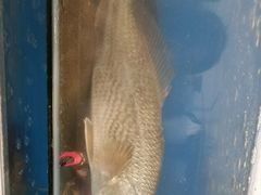 -宾朋海鲜特色美食餐厅·纯手工鲅鱼水饺(兴海路店)