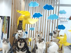 -柴迷FANS CLUB·柴犬狗咖·猫咖