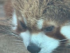 -青藏高原野生动物园